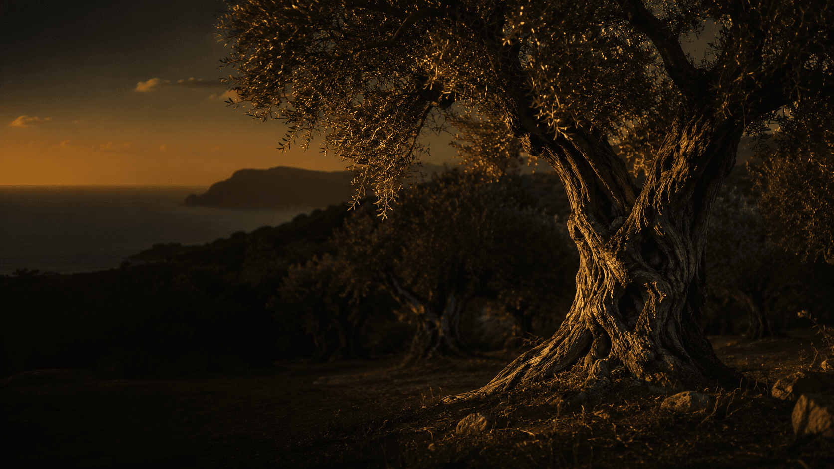 Ancient olive tree above the Mediterranean coast at golden hour