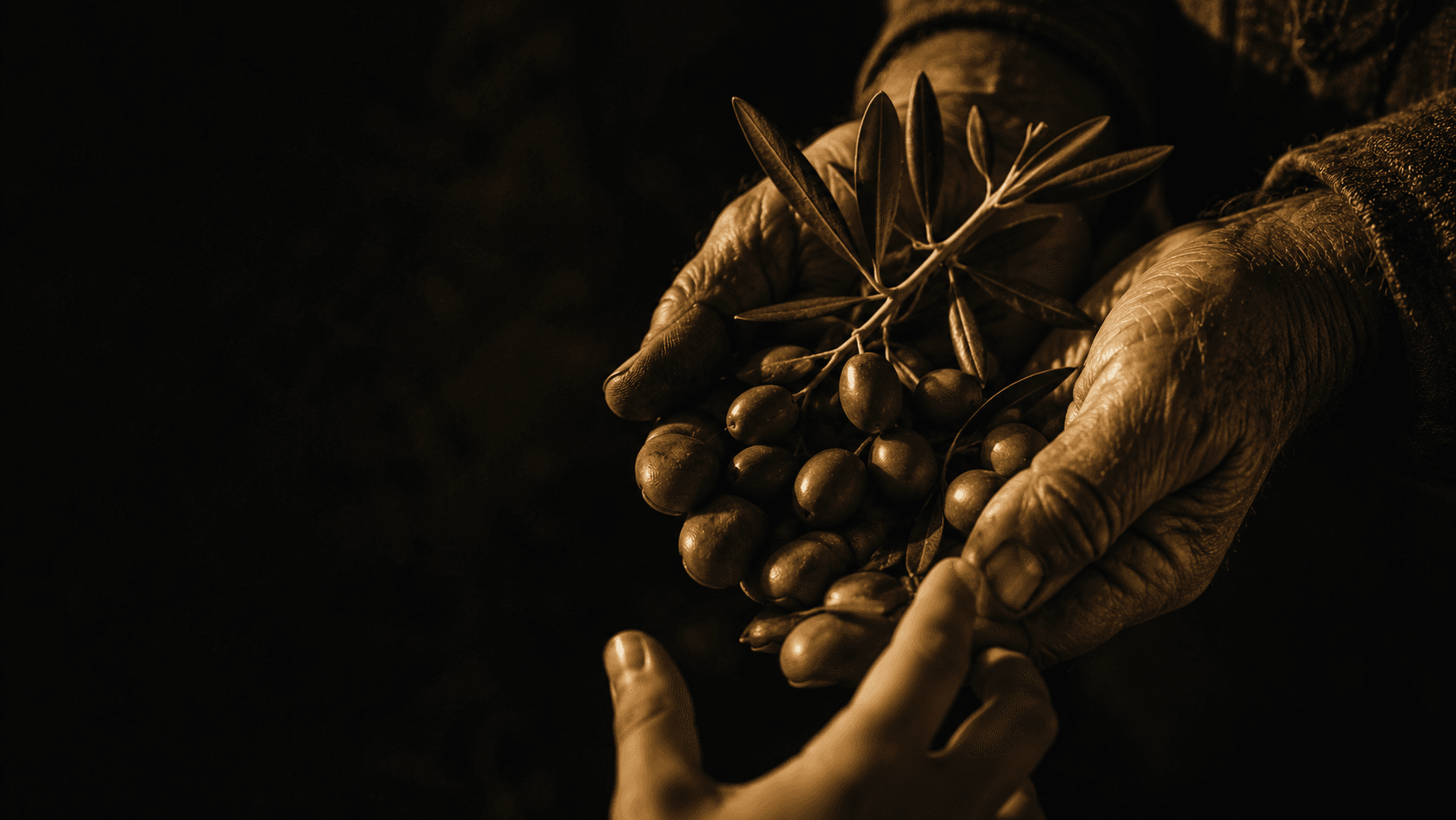 Weathered hands passing fresh olives to a younger hand