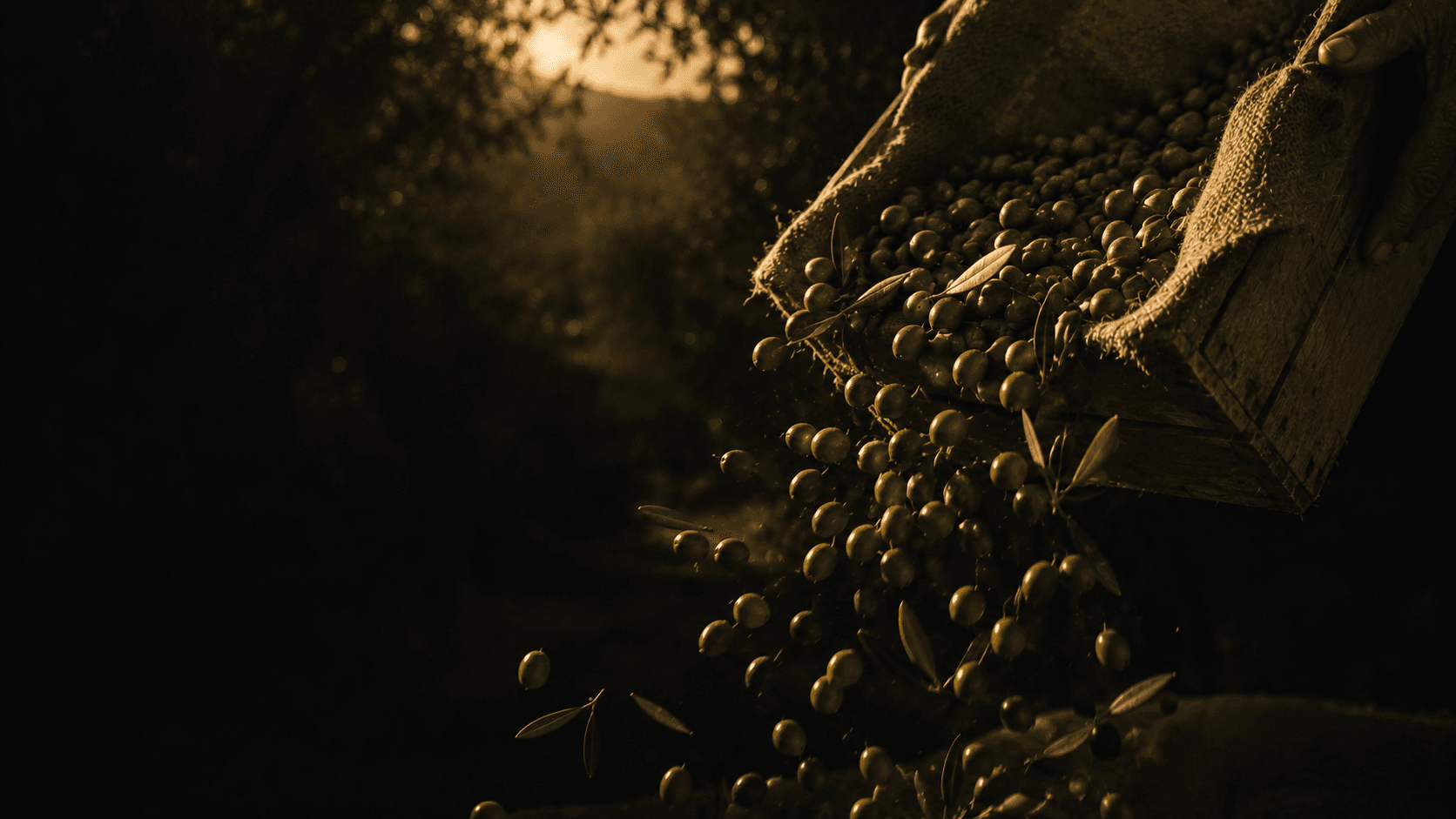 Olives pouring from a wooden harvest crate at sunrise