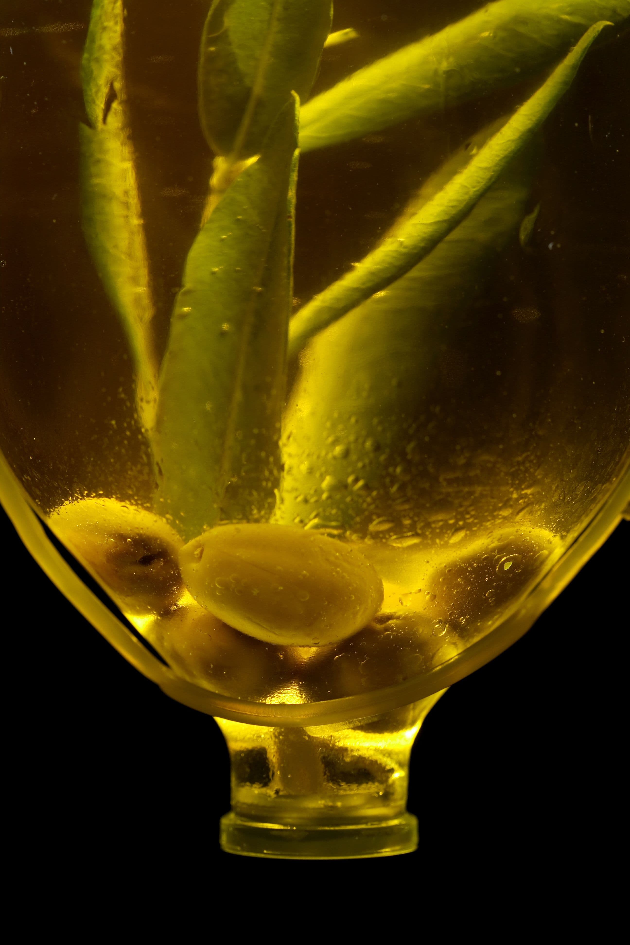 Olive leaves and fruit