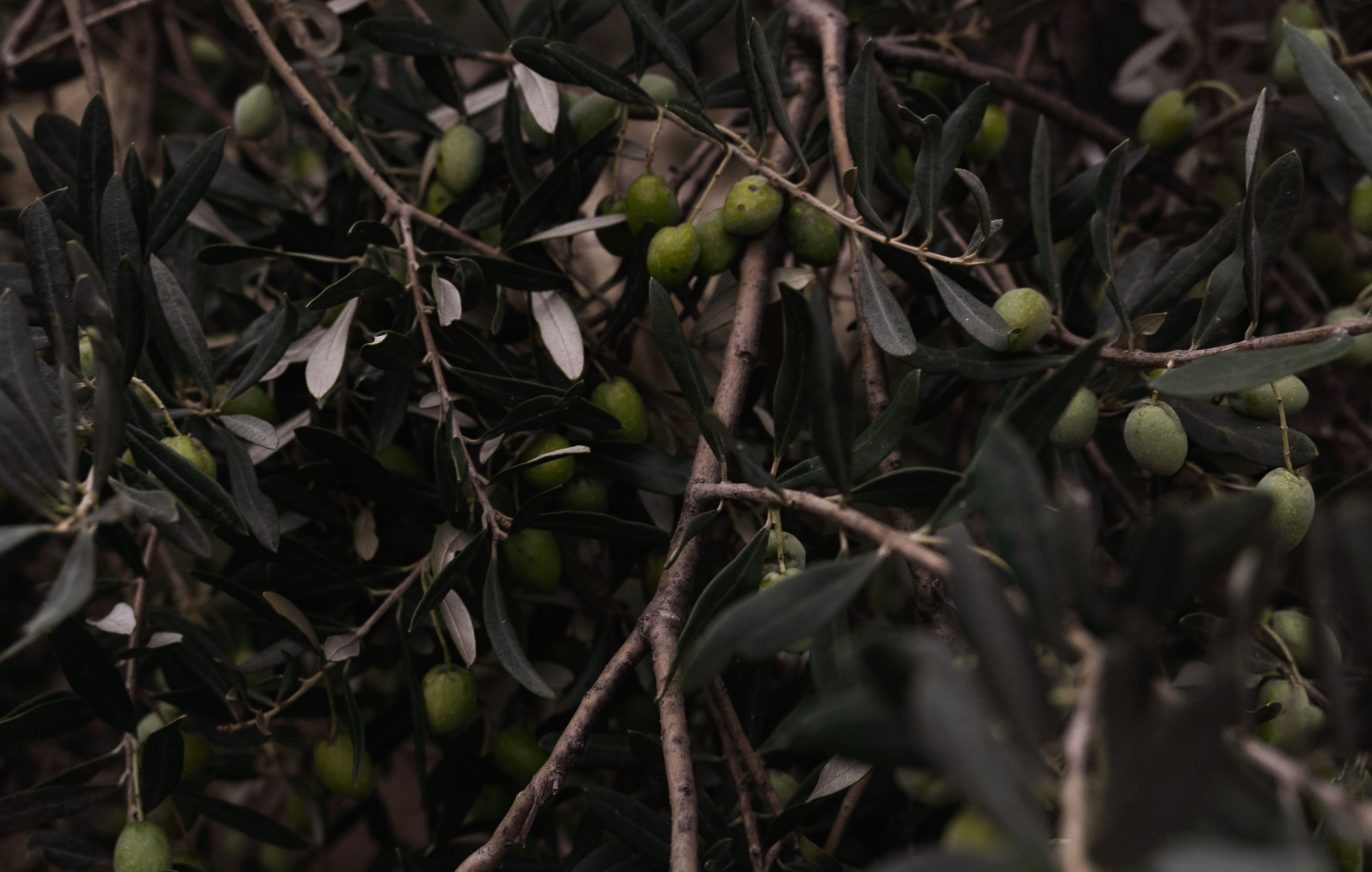 Olive oil surface